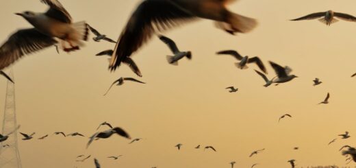 birds flying over sea with boat